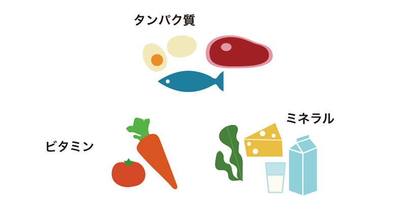 タンパク質、ミネラル、ビタミン