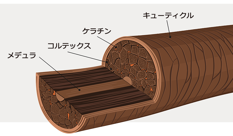 髪の毛の断面図、ケラチン