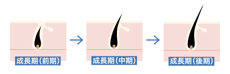 頭髪の成長サイクル。前期中期後期