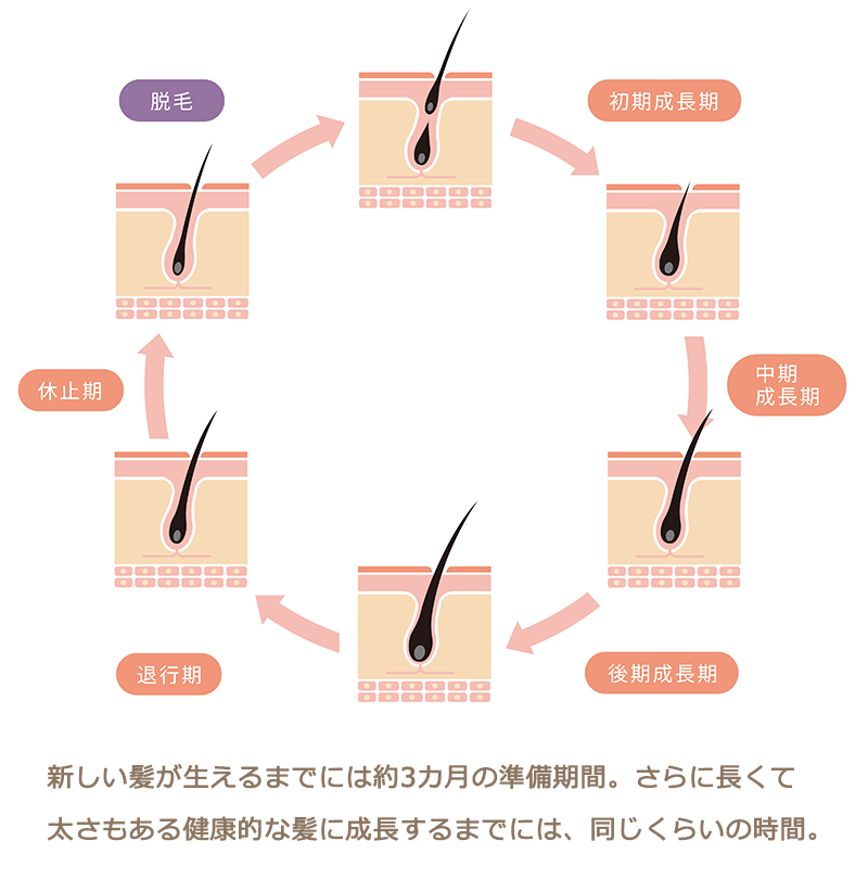 新しい髪が生えるまでのサイクル。約3か月の準備期間