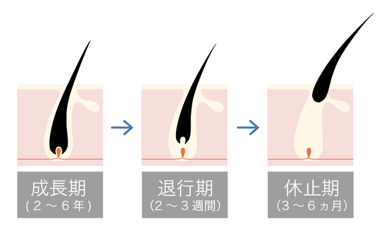 髪の毛のサイクル