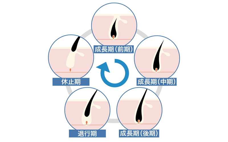 抜け毛が多い時期は 頭皮ケアのスペシャリスト直伝 抜け毛の基準と対策方法 髪コト 頭髪を通じてライフスタイルを豊かにするための情報を発信