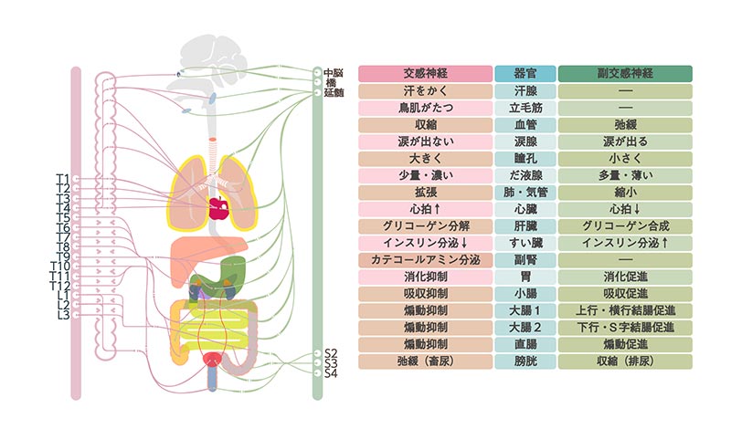 ストレスが頭皮の血管を収縮させ 薄毛の原因に 髪コト 頭髪を通じてライフスタイルを豊かにするための情報を発信