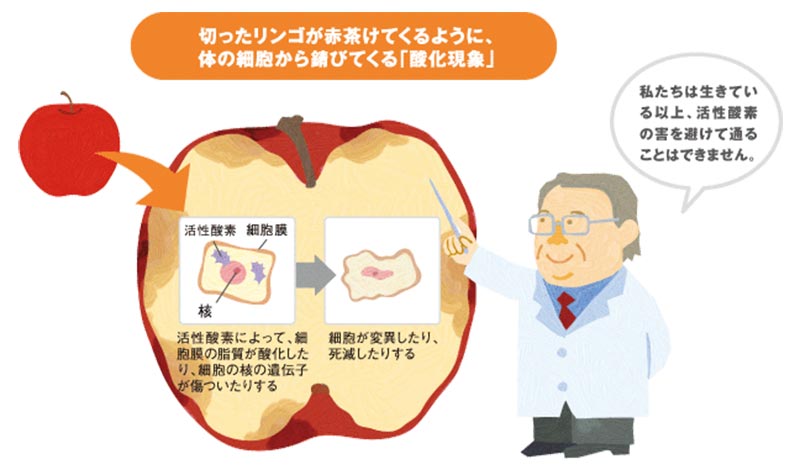 切ったリンゴが赤茶けてくるように、体の細胞から錆びてくる「酸化現象」