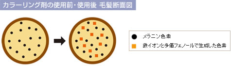 カラーリング剤の使用前・使用後 毛髪断面図