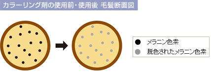 カラーリング剤の使用前・使用後 毛髪断面図(脱色)