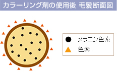 カラーリング剤の使用前・使用後 毛髪断面図(ヘアマニキュア)