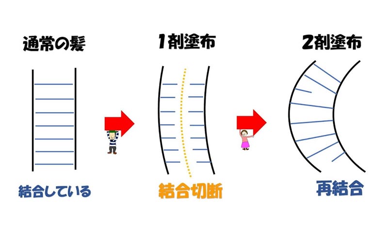 パーマは薄毛に安心？パーマ液がもたらす頭皮への影響について 髪コト 頭髪を通じてライフスタイルを豊かにするための情報を発信