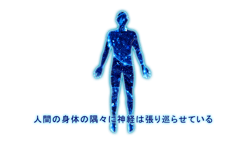 人間の身体の隅々に神経は張り巡らせている