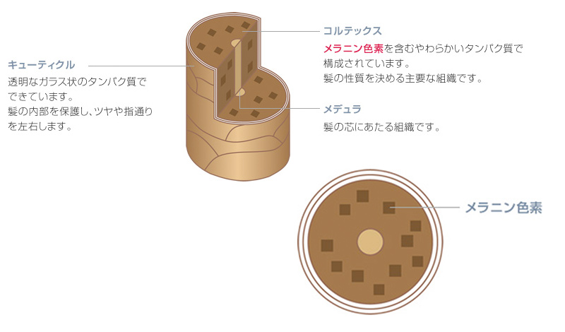 キューティクル構造