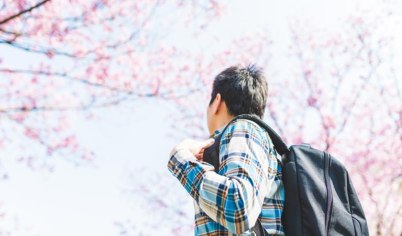 桜を見上げる青年