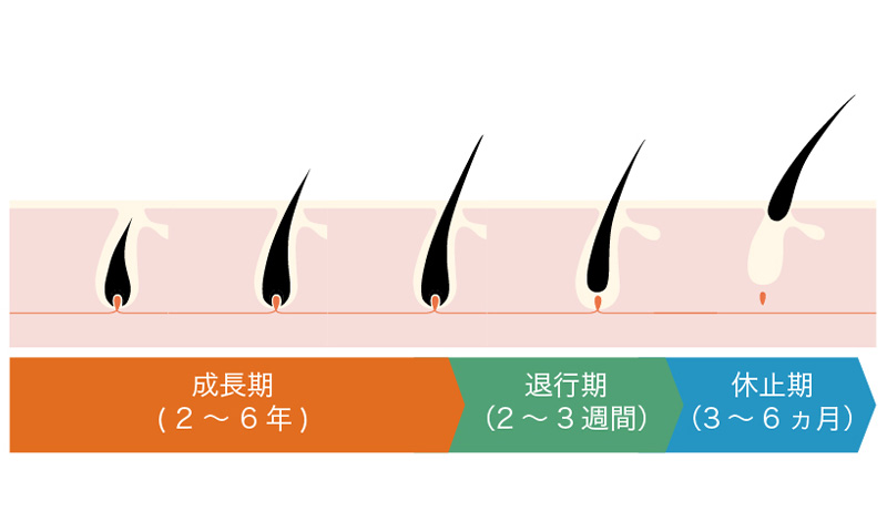 抜け毛がひどい と思ったら 正常か異常かの見極め方法と対策を解説 髪コト 頭髪を通じてライフスタイルを豊かにするための情報を発信