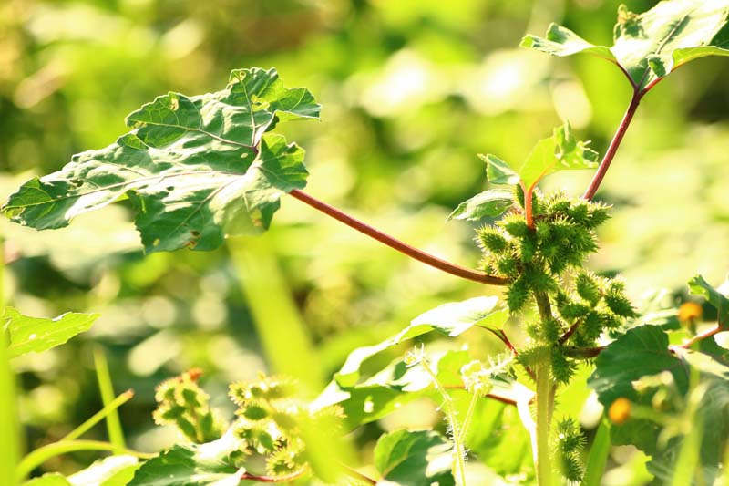 植物オナモミの画像