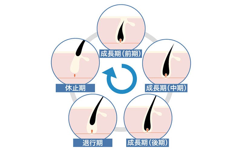 プロテインの副作用で抜け毛は増えるのか 筋トレと抜け毛 ハゲの関係性とは 髪コト 頭髪を通じてライフスタイルを豊かにするための情報を発信 プロテインの副作用で抜け毛は増えるのか 筋トレと抜け毛 ハゲの関係性とは 髪コト 頭髪を通じてライフスタイルを豊かにするための情報を発信