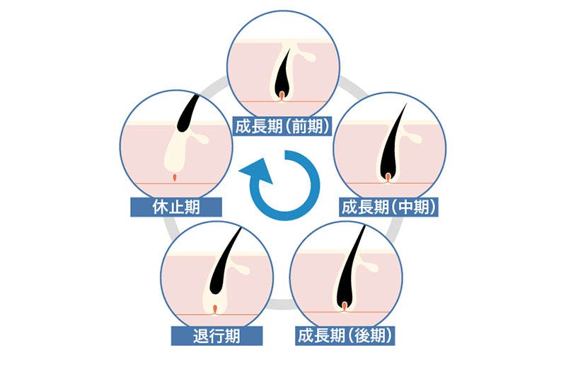 プロテインの副作用で抜け毛は増えるのか 筋トレと抜け毛 ハゲの関係性とは 髪コト 頭髪を通じてライフスタイルを豊かにするための情報を発信