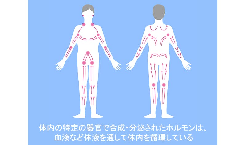 薄毛に効くサプリメントとは よくある誤解と効果的な飲み方 髪コト 頭髪を通じてライフスタイルを豊かにするための情報を発信