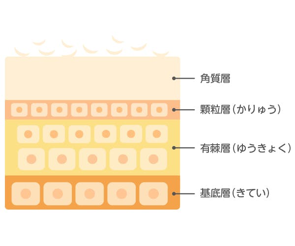 地肌の新陳代謝をみてみよう フケはどこからやってくる 髪コト 頭髪を通じてライフスタイルを豊かにするための情報を発信