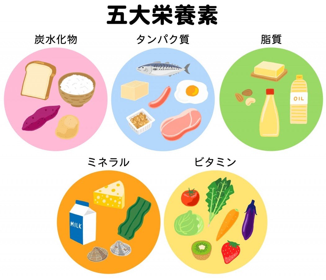 五大栄養素(炭水化物・タンパク質・脂質・ミネラル・ビタミン)