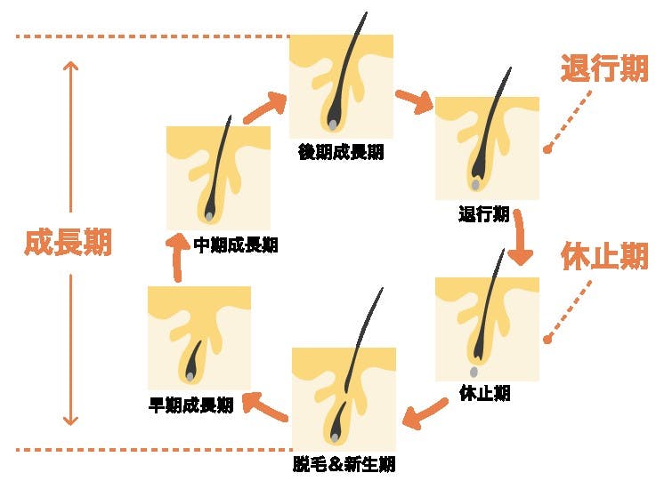 ヘアサイクル(毛周期)の説明イラスト。ヘアサイクルは大きく「成長期」「退行期」「休止期」に分けられる