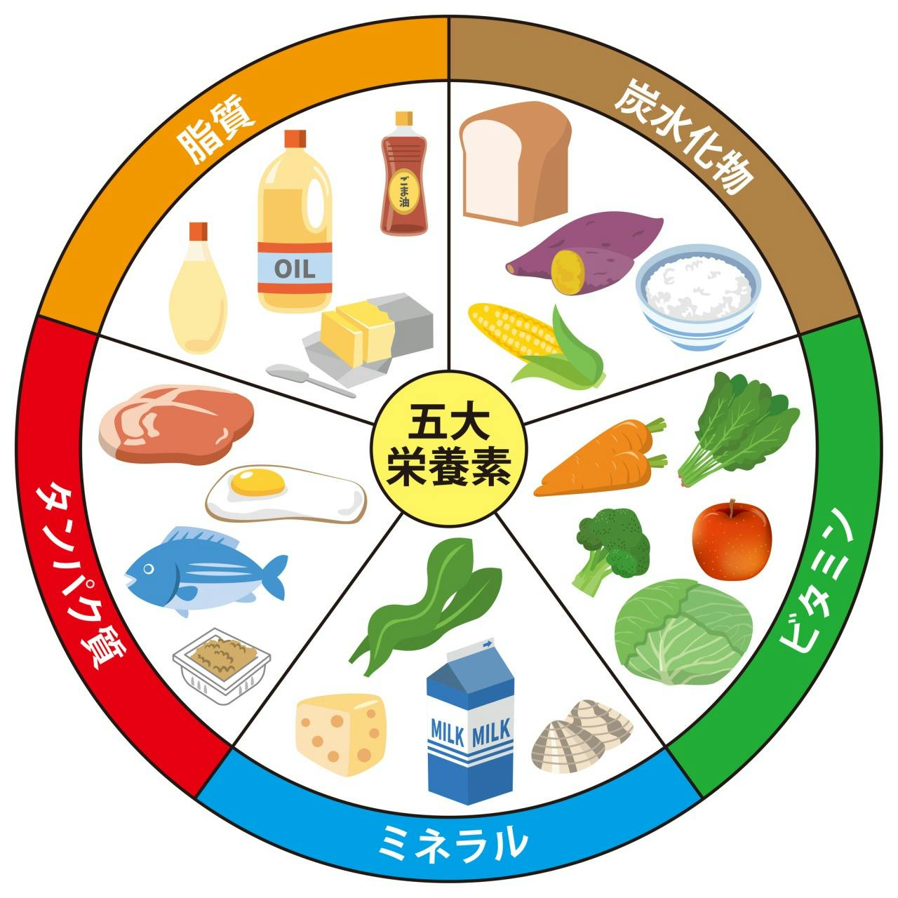 五大栄養素(炭水化物、ビタミン、ミネラル、タンパク質、脂質)