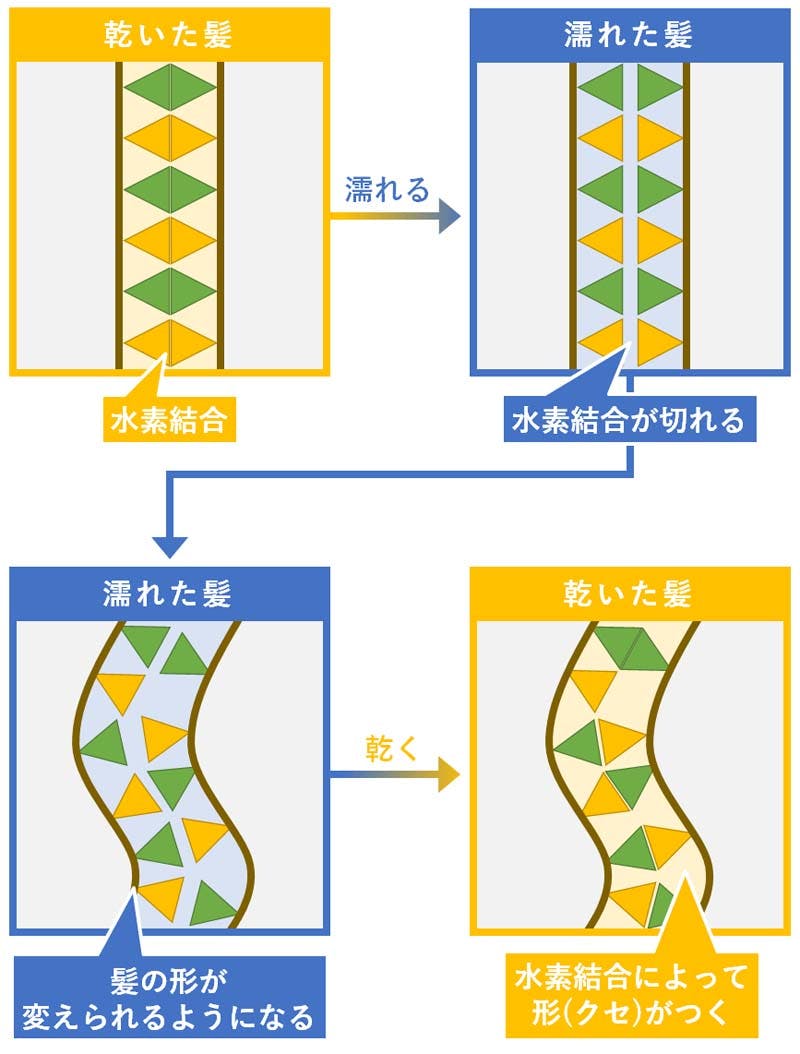 髪の毛と水素結合の関係を表したイメージイラスト