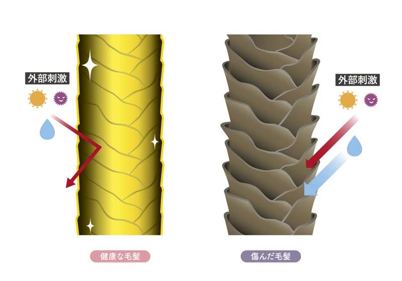 健康な毛髪（左）と傷んだ毛髪（右）の比較イラスト