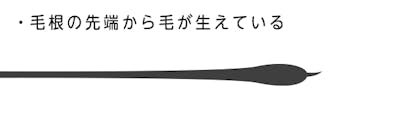 ソース画像を表示